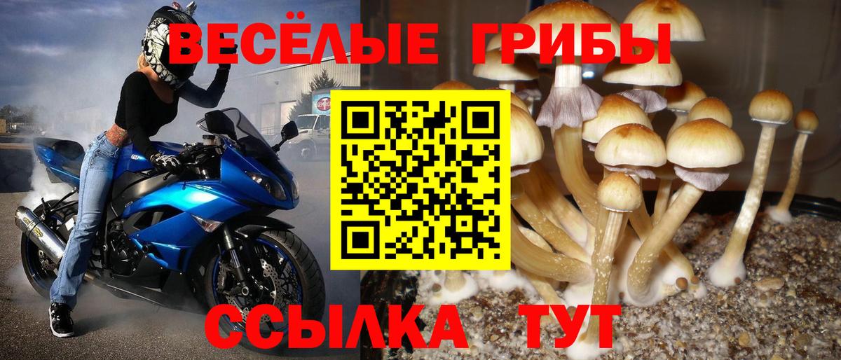 Галлюциногенные грибы Psilocybe  Вход с VPN  Сафоново 